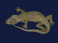 藏品(蝎虎)的圖片